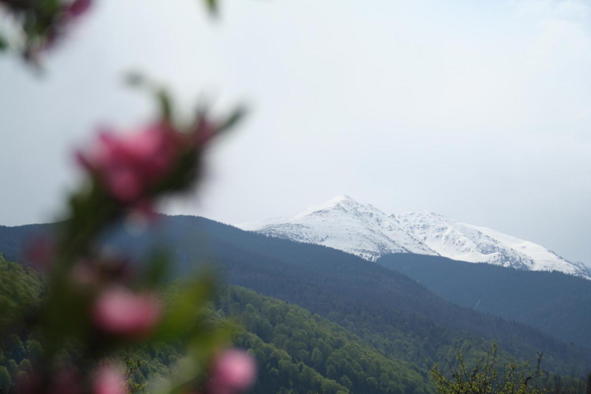 Pension Belmonte Sîmbăta de Sus Extérieur photo